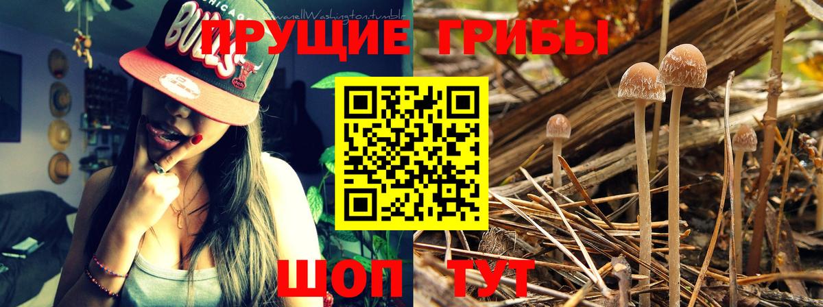Галлюциногенные грибы Psilocybine cubensis Богданович